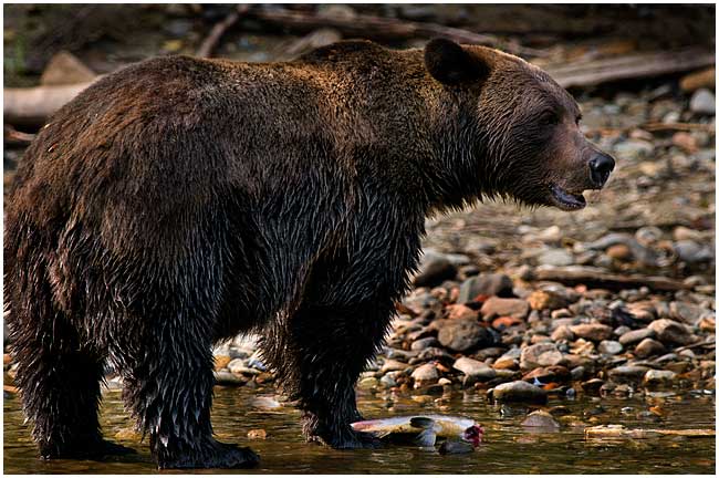 Grizzly bear and salmon, Bella Coola, BC by Robert Berdan 
