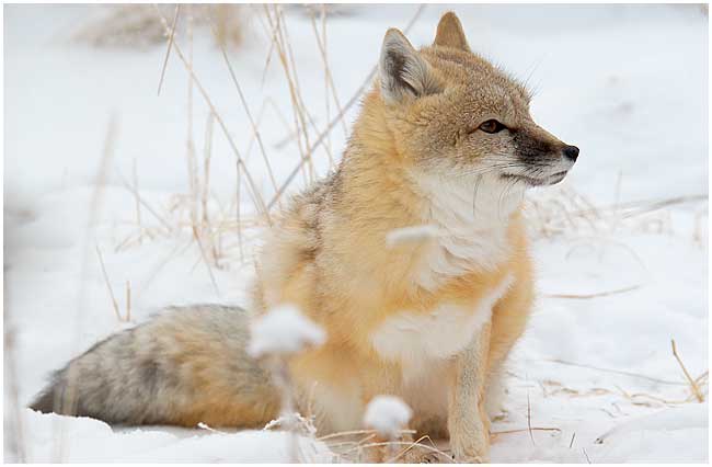 Siwift fox in winter by Robert Berdan ©