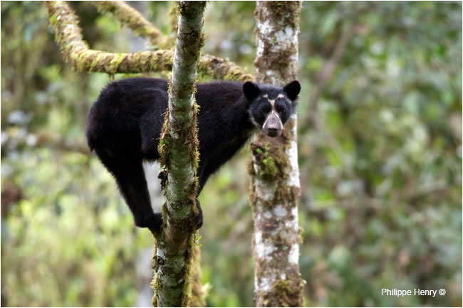 Wild Andean Bear by Philippe Henry ©