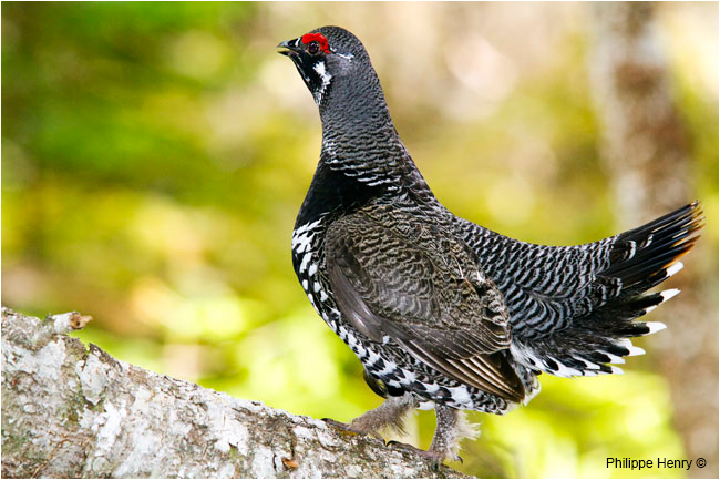 Spruce Grouse by Philippe Henry ©