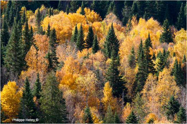 Gaspesie Fall colours in the chic-Chocs mountains by Philippe Henry ©