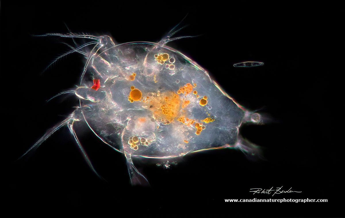 Copepod nauplius larvae, note the single red eye - Darkfield Microscopy 100X by Robert Berdan ©