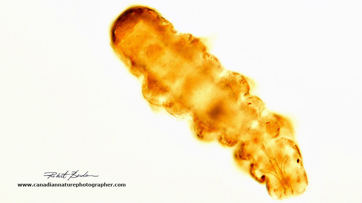 Water bear via bright field microscopy - 100X by Robert Berdan ©