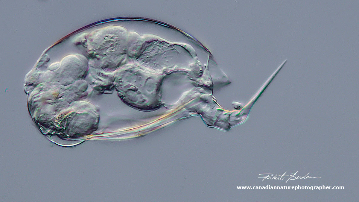 male rotifer DIC microscopy by Robert Berdan ©