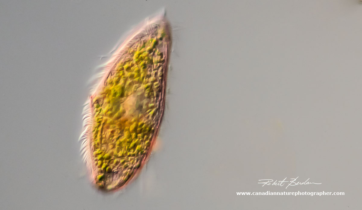 Ciliate - pink in colour - Blepharisma steini 400X DIC microscopy by Robert Berdan ©