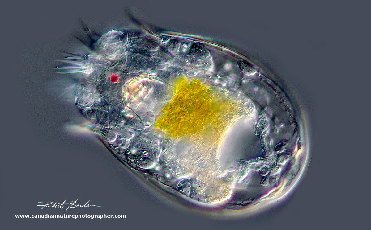 Rotifer by Differential Interference Microscopy by Robert Berdan ©