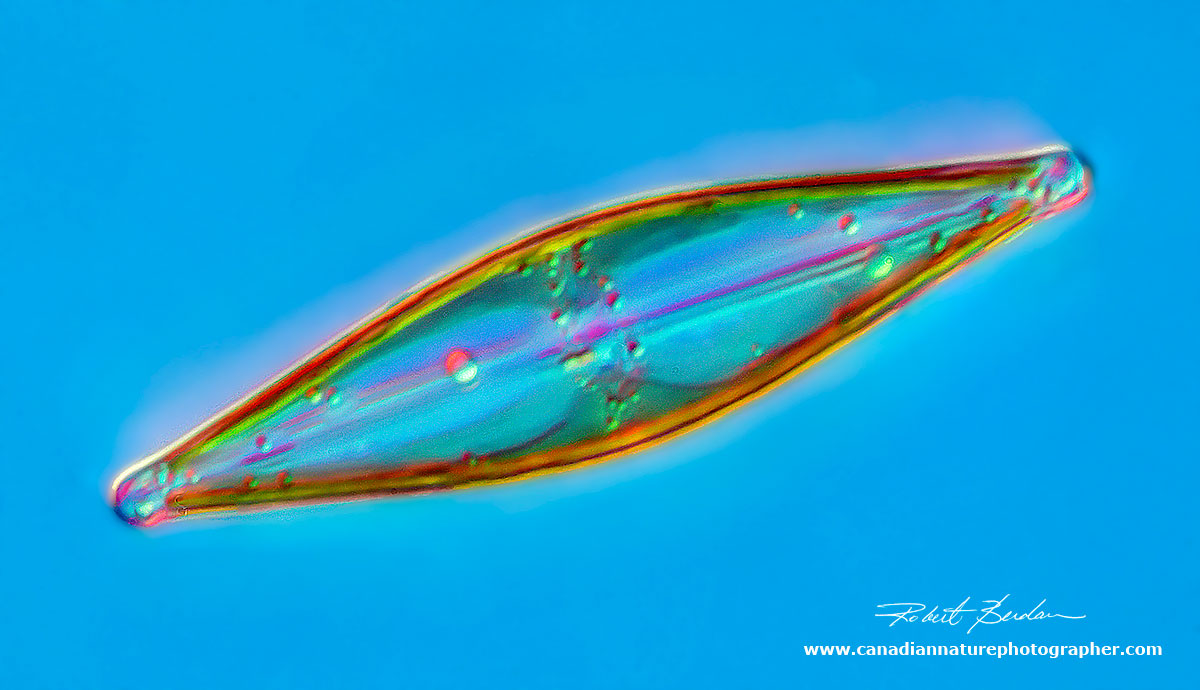 Navicula sp of Diatom 400X DIC microscopy by Robert Berdan ©
