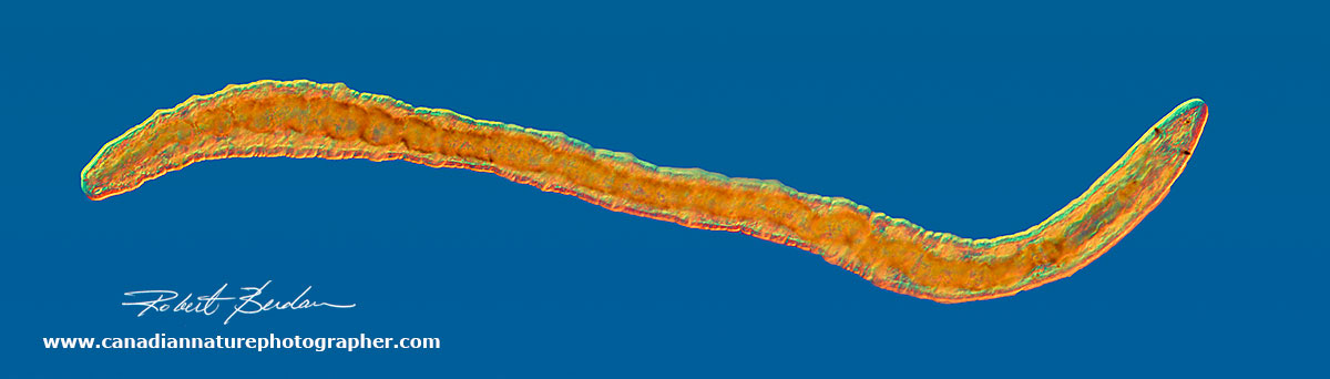 A bristle worm, Nais 20X DIC Microscopy by Robert Berdan ©