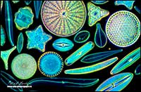 Fresh water diatoms in darkfield microscopy about 400x by Robert Berdan
