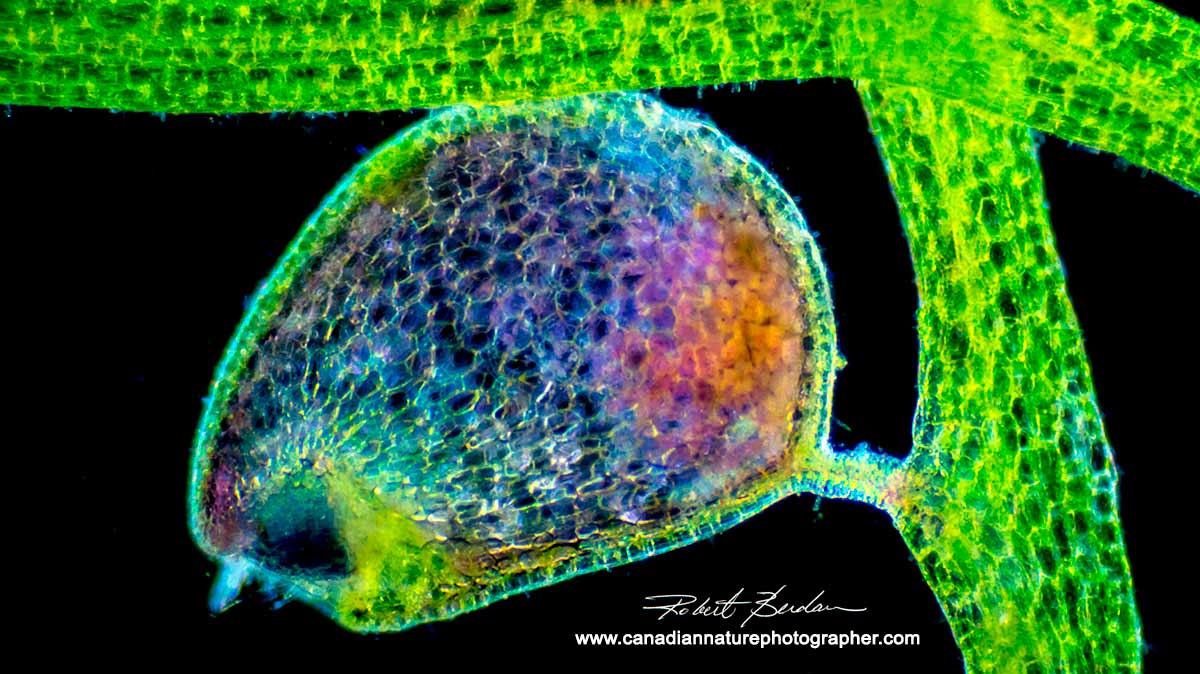 Photographing Microscopic Plant and Animal Life - Pond Scum II by Robert  Berdan - The Canadian Nature Photographer
