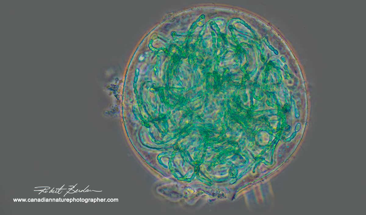 Blue green filamentous algae (Nostoc sp) Robert Berdan ©