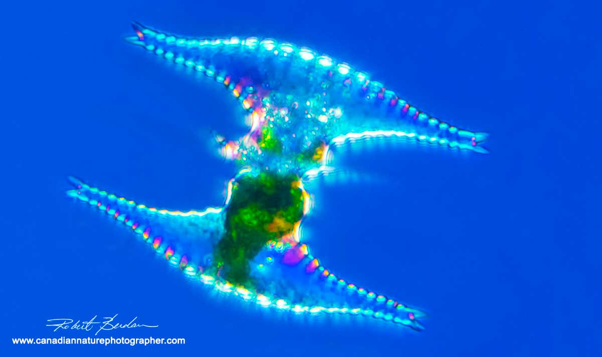 Desmid Staurastrum sp - single celled algae  Robert Berdan ©
