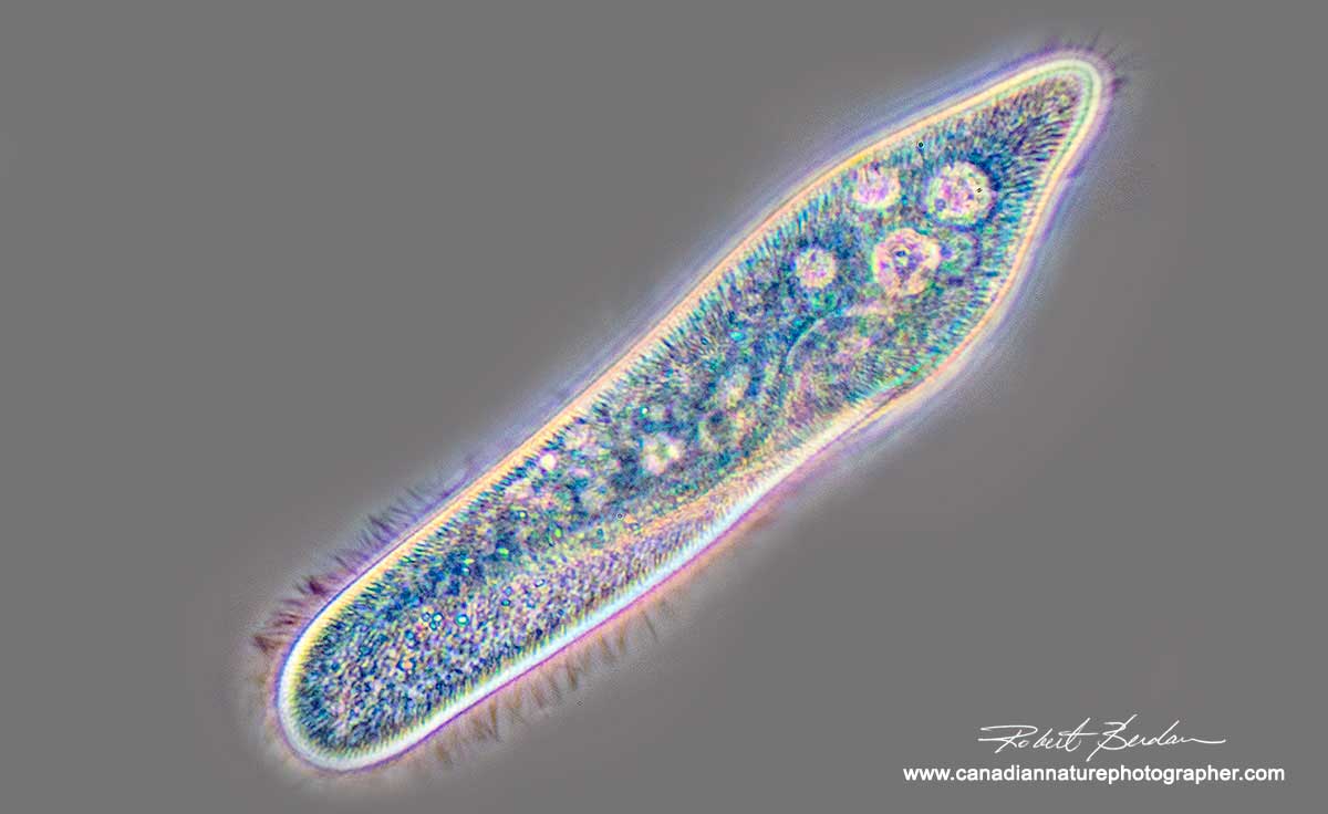 Paramecium sp in phase contrast microscopy 400X by Robert Berdan ©