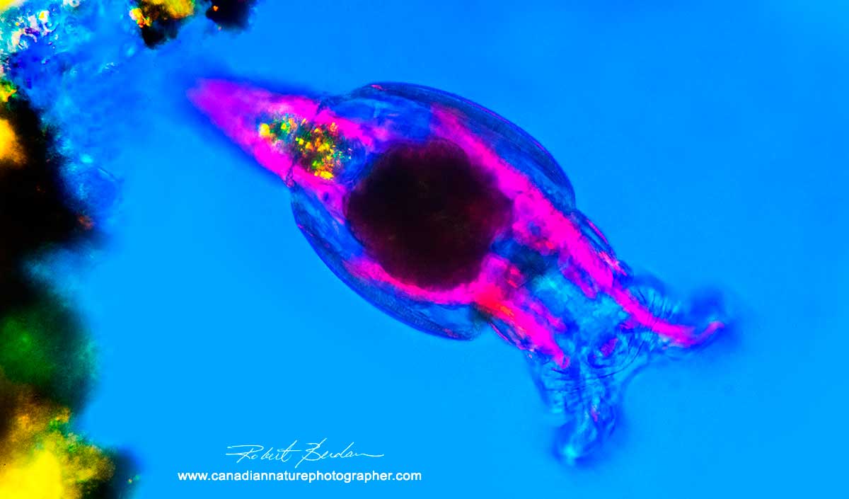 Bdelloid rotifer in polarized light Robert Berdan ©