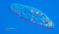 Paramecium caudatum DIC microscopy 400x by Robert Berdan