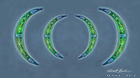 Desmids Phase contrast microscopy DM 200X by Robert Berdan