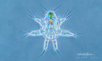 Copepod naupalius 200X  Phase contrast microscopy by Robert Berdan