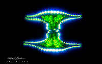 Cyclops - freshwater copepod 100X  by Robert Berdan