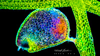Bladderwort Utricularia Polarized light microscopy 50X by Robert Berdan