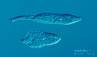 Bdelloid rotifers DIC microscopy 200X by Robert Berdan