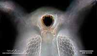 Daphnia frontal view by Darkfield microscopy by Robert Berdan ©