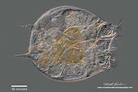 Rotifer - Platyias quadricornis Ventral view of the Lorica by Robert Berdan ©