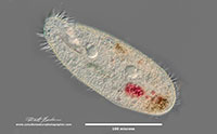 Hypotrich ciliate DIC microscopy by Robert Berdan ©