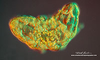 Golden water bear viewed by a combination of DIC (Differential Interference Contrast Microscopy) and Rheinberg Lighting 400X Tardigrade by Robert Berdan ©