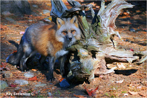 Captive Fox by Ray Eccleston &copy;