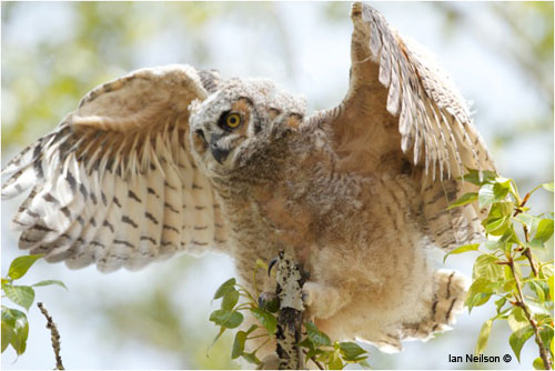 Ian Neilson young Great Horned Owl. 