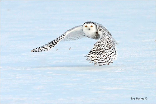 Joe Harley Snowy Owl in flight 