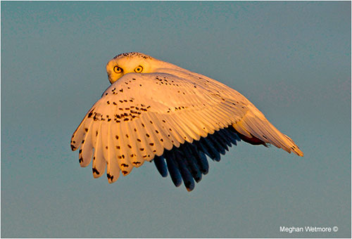 Meghan Wetmore snowy owl in flight 