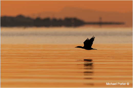 Cormorant by Michael Porter &copy;