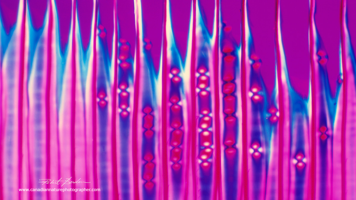 his is a photo of Pine xylem (tracheids) viewed with polarized light a full wave plate by Dr. Robert Berdan ©