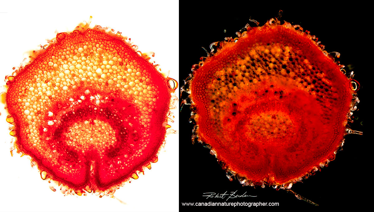 Cannabis sativa leaf stem in cross section cut by hand using a razor blade and stained with Safranin Left: Bright-field microscopy Right: Darkfield microscopy Robert Berdan ©