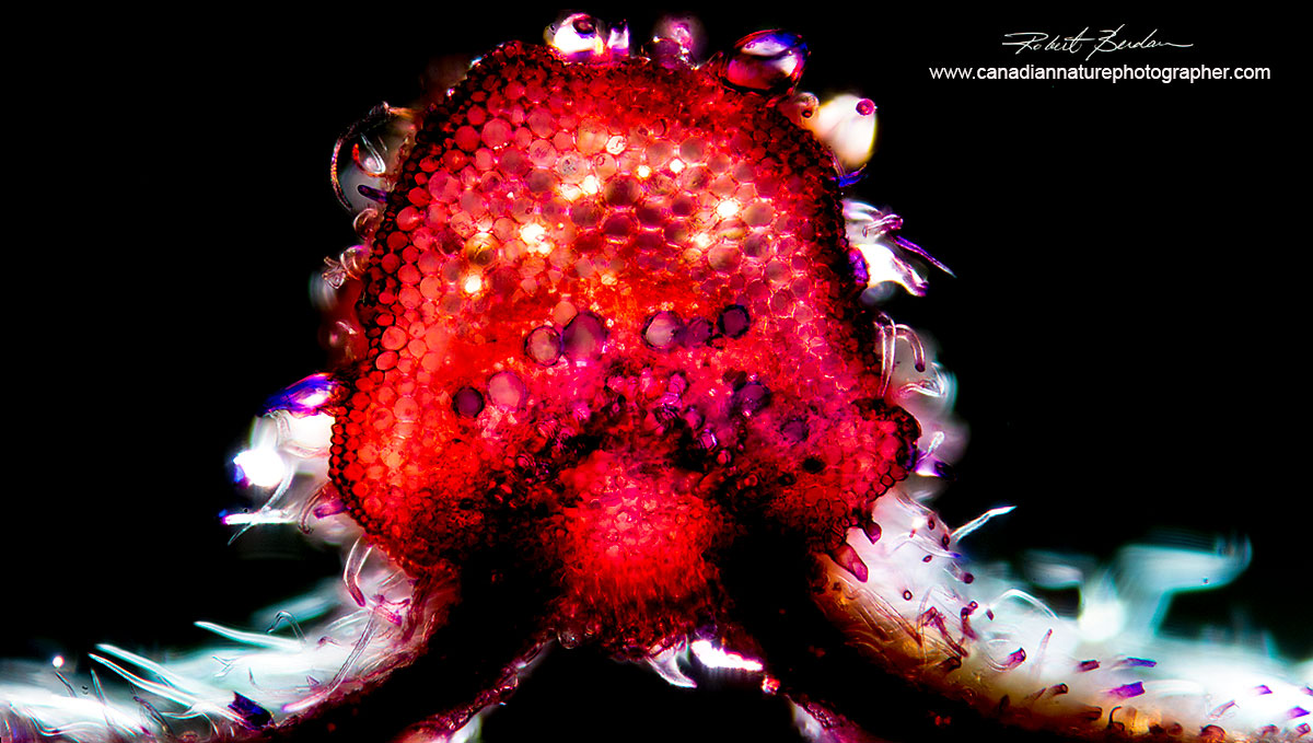 Hand cut cross section through a leaf vein from Cannabis sativa male 200X Dark-field microscopy. by Dr. Robert Berdan ©