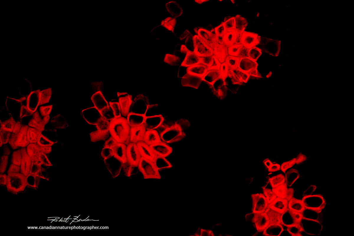 Xylem cells that transport water in the stem of plants contain lignin which strengthens the cell walls by Dr. Robert Berdan ©