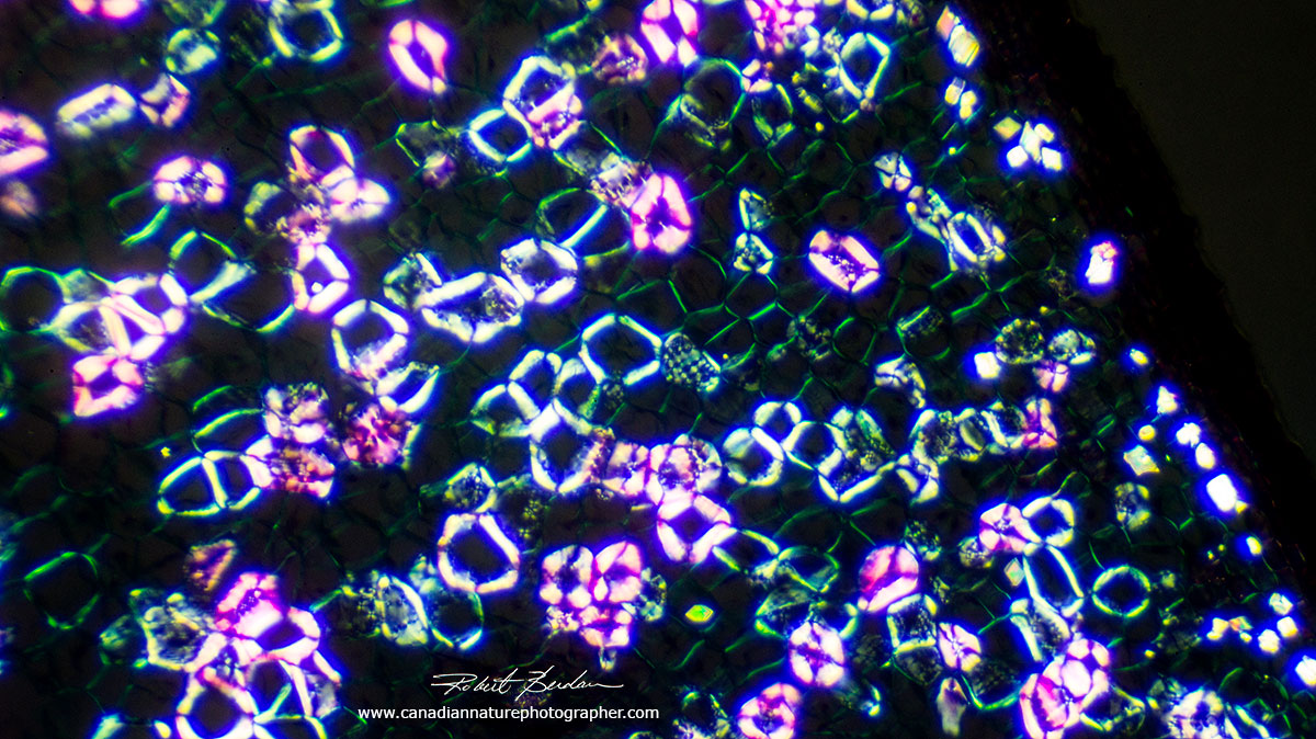 Monocot stem viewed by Polarizing microscopy by Dr. Robert Berdan ©