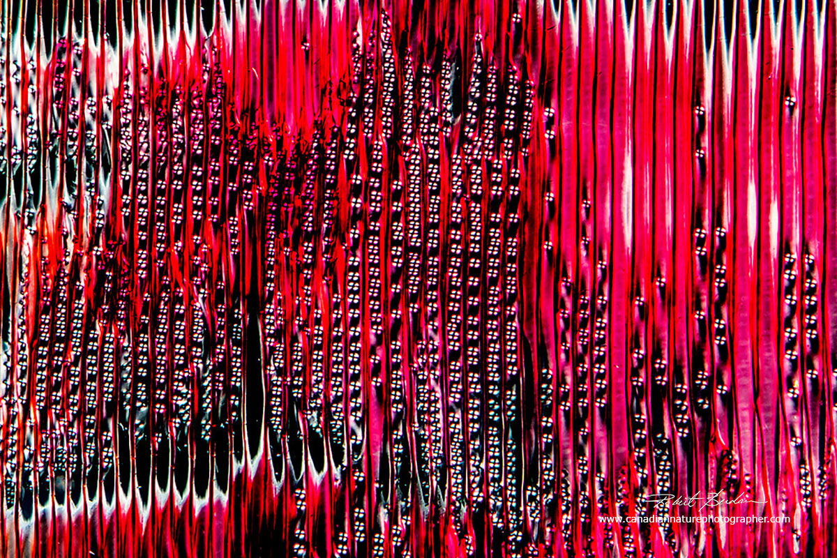 Longitudinal section through white pine wood showing the Tracheids by Dr. Robert Berdan ©