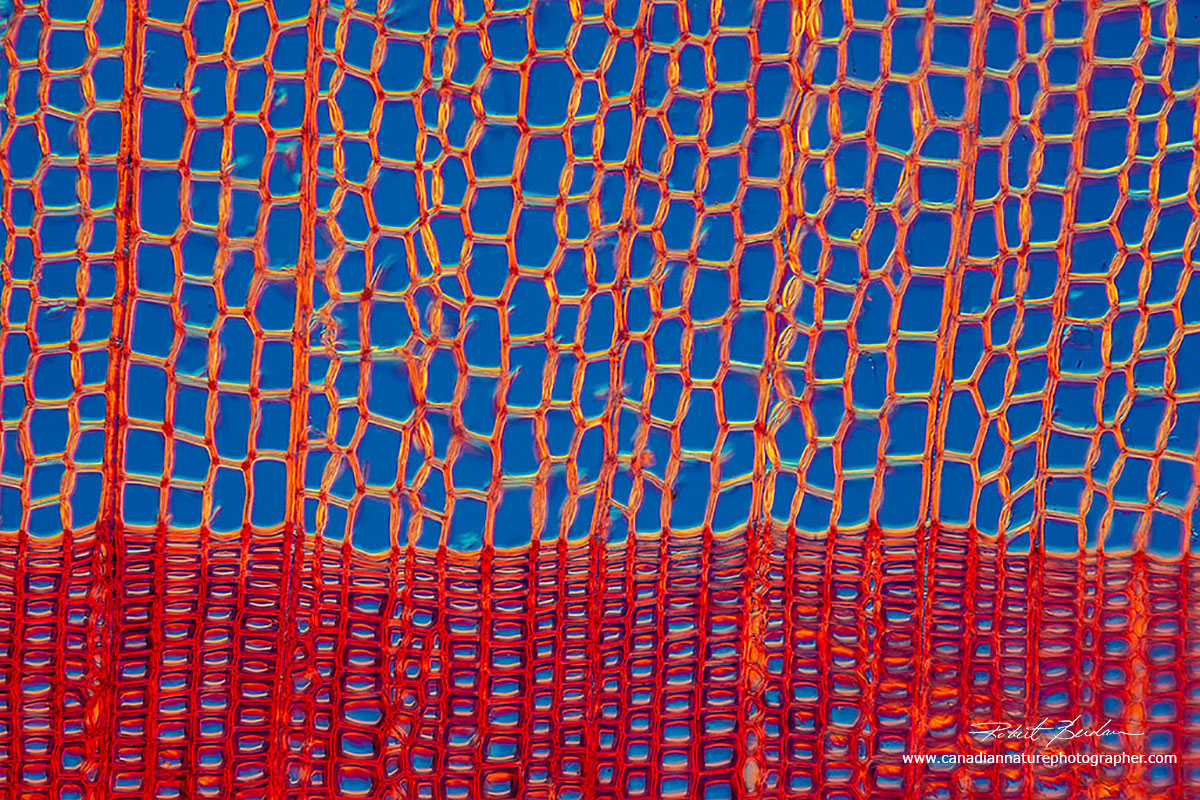 Cross section of pine wood showing xylem cells by Robert Berdan ©