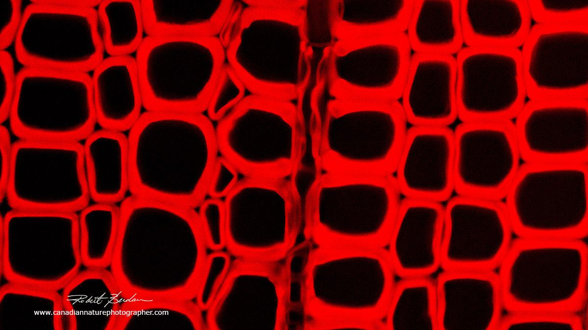 Cross section of Pine xylem (tracheids) viewed in a fluorescence microscope by Dr. Robert Berdan ©