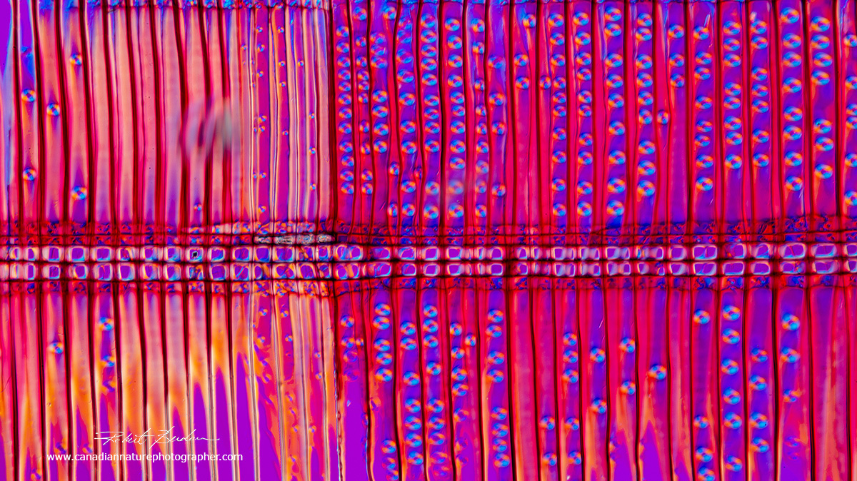 Radial section of pine wood photographed with a Polarizing microscope and a full wave plate by Dr. Robert Berdan ©