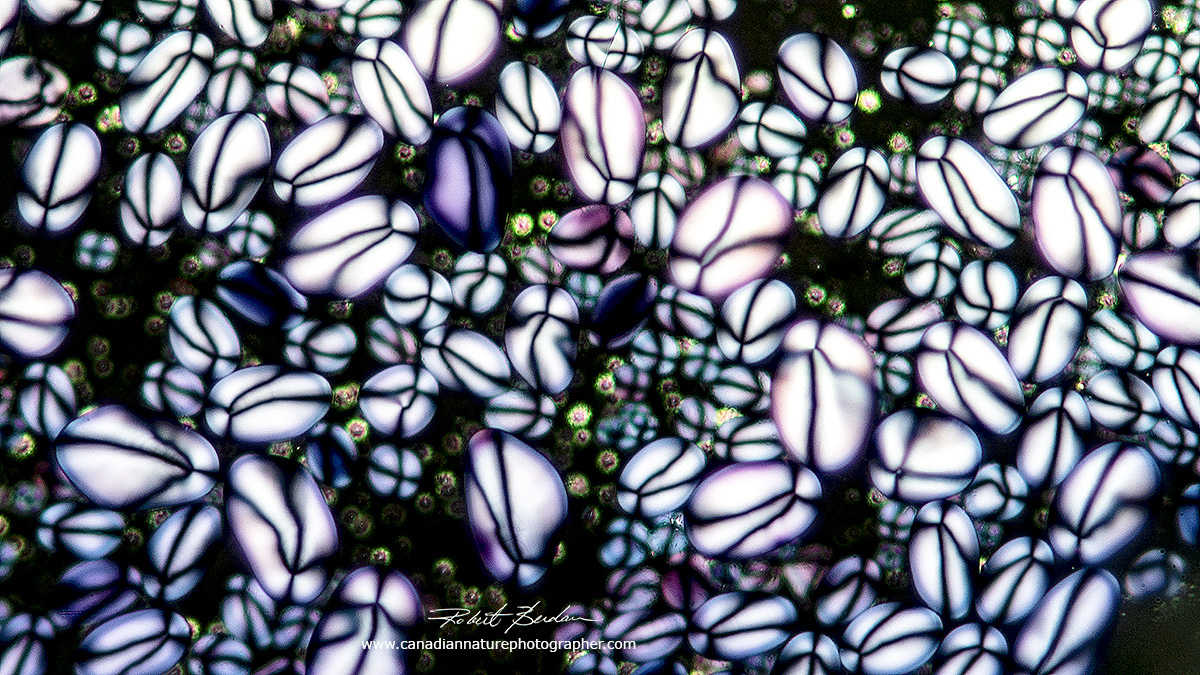 Potato starch grains by polarized light microscopy Robert Berdan ©