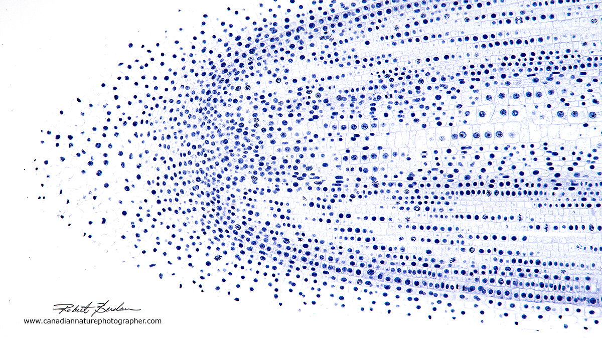 Lateral section of an onion root tip by Dr. Robert Berdan ©