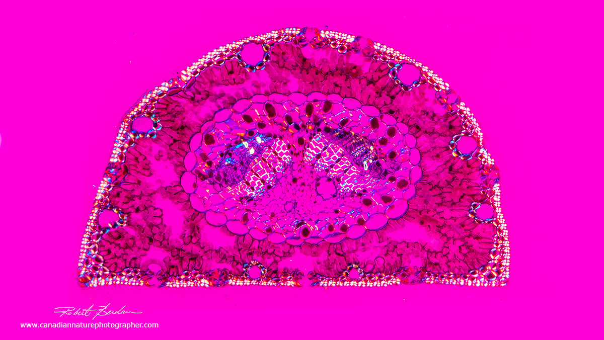 Pine needle in cross section from a prepared slide using a DIC microscopy 100X by Dr. Robert Berdan ©