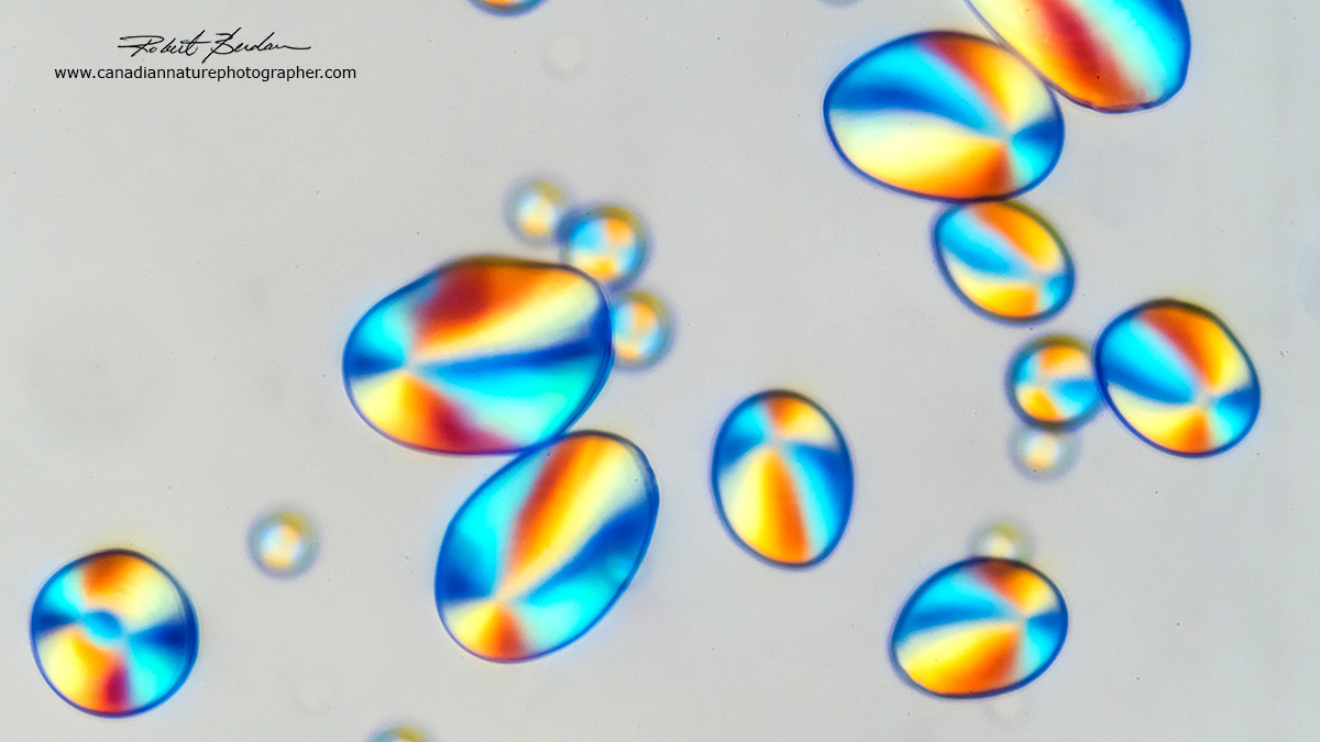 Potato starch grains in polarized light by Dr. Robert Berdan ©