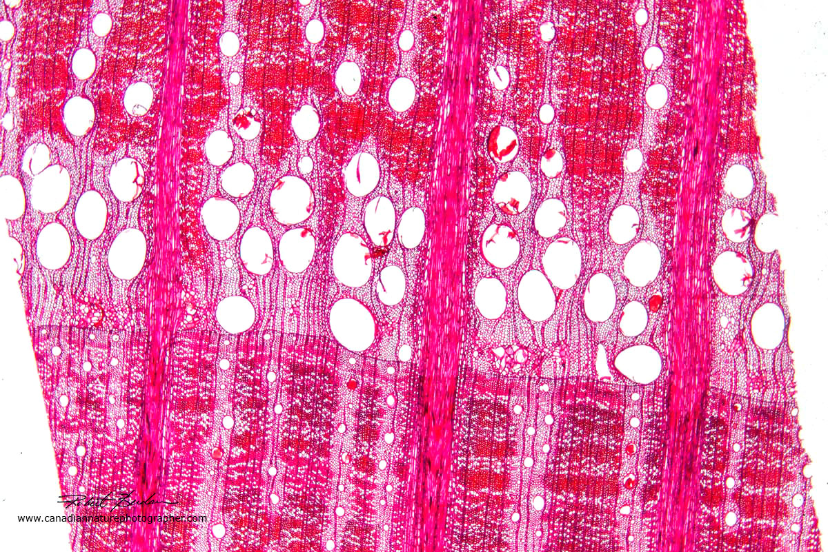 Section through a white-oak tree, stained with Safranin by Dr. Robert Berdan ©