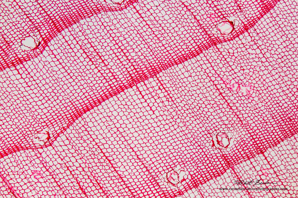 Cross section through pine wood showing the banding pattern by Dr. Robert Berdan ©