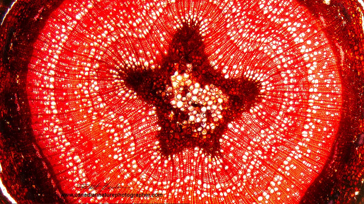 Popular branch stained with Safranin, Bright field microscopy Robert Berdan ©