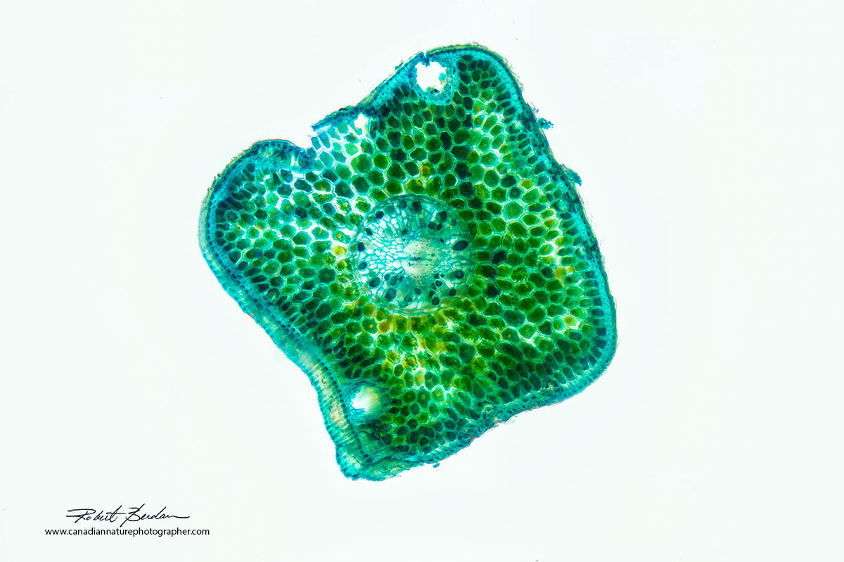 Spruce needle in cross section by Dr. Robert Berdan ©